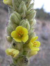 http://upload.wikimedia.org/wikipedia/commons/2/26/Starr_040723-0267_Verbascum_thapsus.jpg